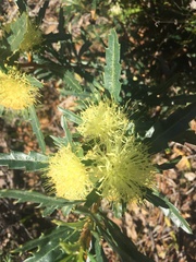 Banksia polycephala