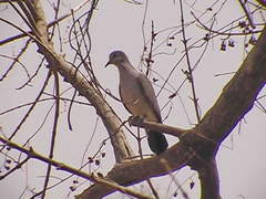 Turtur abyssinicus