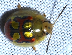 Paropsisterna nobilitata