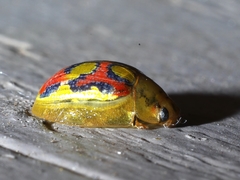 Paropsisterna nobilitata