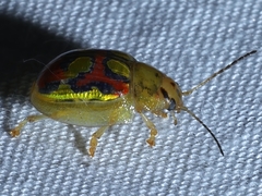 Paropsisterna nobilitata
