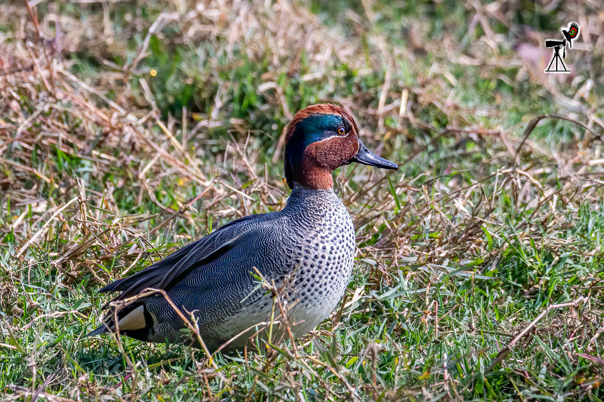 Common Teal