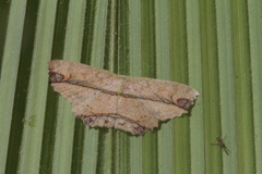 Cyclophora melitia