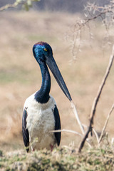 Ephippiorhynchus asiaticus