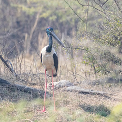 Ephippiorhynchus asiaticus