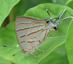 Hemiolaus caeculus