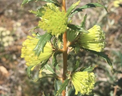 Banksia polycephala