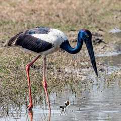 Ephippiorhynchus asiaticus