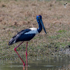 Ephippiorhynchus asiaticus