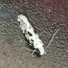 Nemapogon nevadella