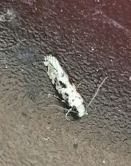 Nemapogon nevadella
