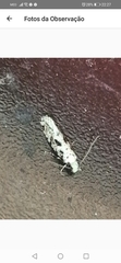 Nemapogon nevadella