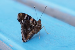Vanessa indica indica