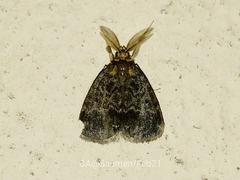 Lepidoptera