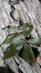Carya myristiciformis