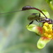 Gasteruptiidae - Photo (c) Ton Rulkens,  זכויות יוצרים חלקיות (CC BY-SA)