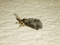 Lepidoptera