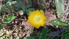 Opuntia retrorsa