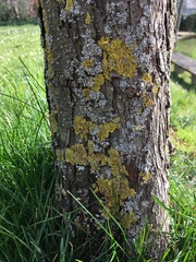 Xanthoria parietina