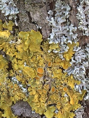 Xanthoria parietina
