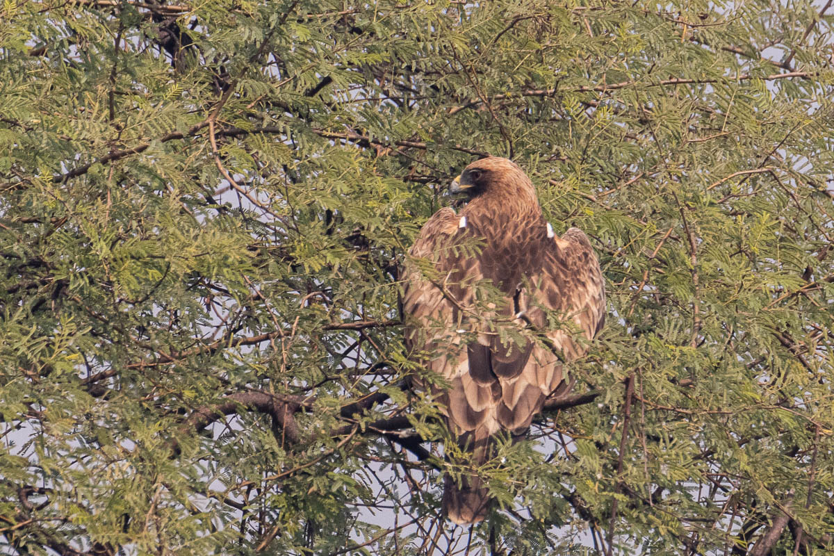 Booted Eagle