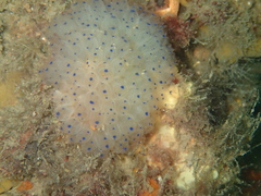 Clavelina pseudobaudinensis