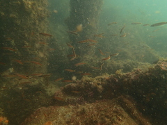 Trachinops caudimaculatus