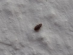 Corticarina truncatella