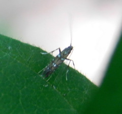 Acrocercopinae