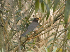 Turdus dissimilis