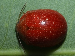 Paropsis lownei
