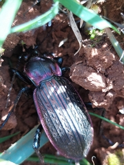 Carabus morbillosus macilentus
