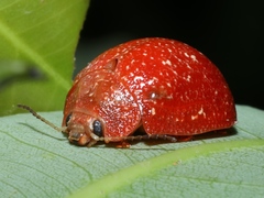 Paropsis lownei