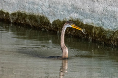 Anhinga melanogaster