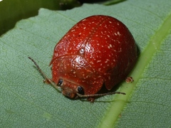 Paropsis lownei