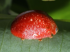 Paropsis lownei