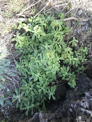 Cyanthillium maritimum