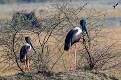Ephippiorhynchus asiaticus