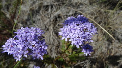 Pseudoselago serrata