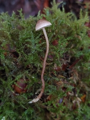 Pseudobaeospora stevensii