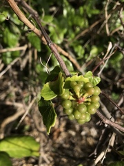 Vitis thunbergii