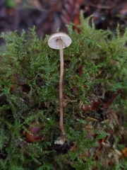 Pseudobaeospora stevensii