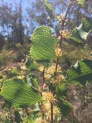 Hakea undulata