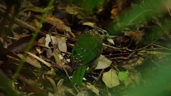 Ailuroedus maculosus