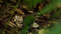 Ailuroedus maculosus