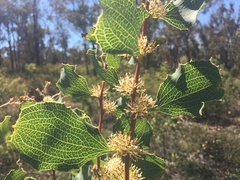 Hakea undulata