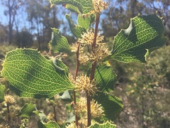 Hakea undulata