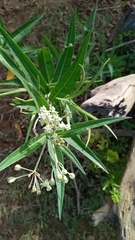 Asclepias boliviensis