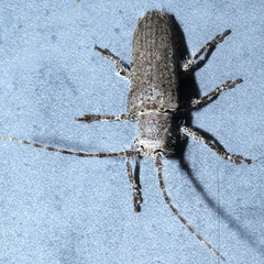 Rhytiphora neglecta