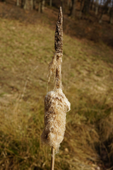 Typha shuttleworthii